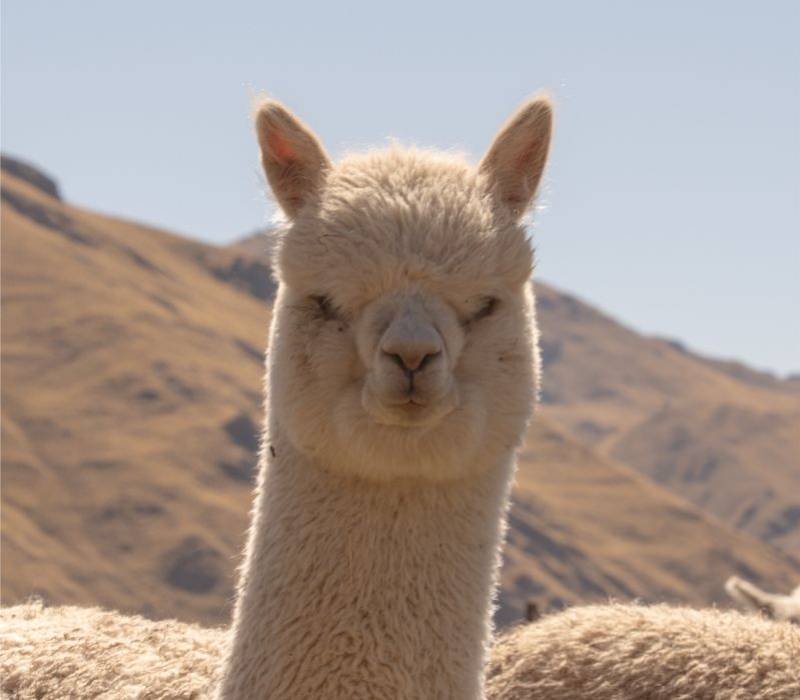 Why do we love knitting with alpaca fiber at AMANO Yarns?