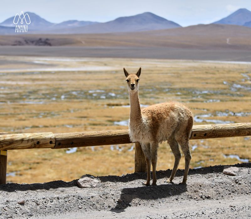 Vicuña en los altos Andes del Perú