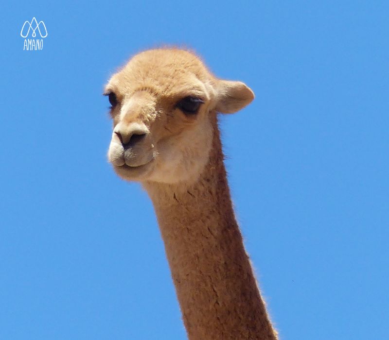 Vicuña la fibra Dorada
