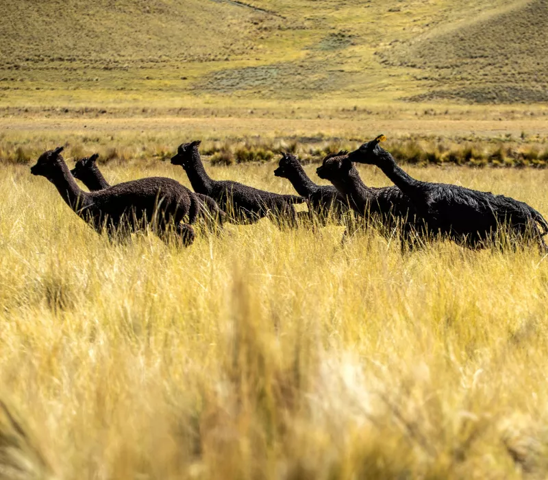 La historia detrás de la alpaca negra: rareza, origen y belleza