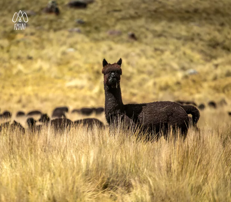 Black Alpaca: ¿Por qué es considerada una fibra de lujo?