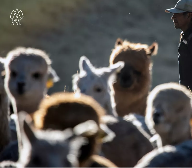 Comunidad de Alpacas en Pacomarca