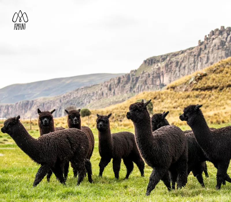 Alpacas Negras del Programa YanaPaco
