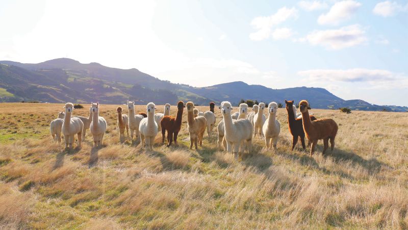¿Por qué la fibra de alpaca es una de las favoritas para los tejedores?