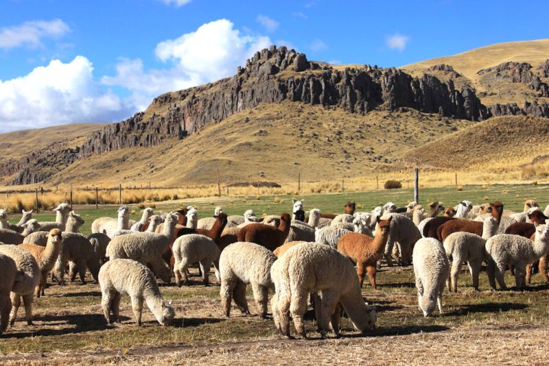 ¿Por qué la fibra de alpaca es una de las favoritas para los tejedores?
