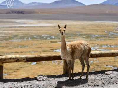 Vicuña: la fibra dorada de los Andes que solo la historia pudo vestir