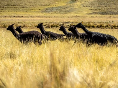La historia detrás de la alpaca negra: rareza, origen y belleza