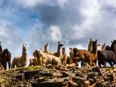 Alpaca: la fibra inteligente que cuida la tierra y transforma la moda
