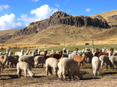 ¿Por qué la fibra de alpaca es una de las favoritas para los tejedores?