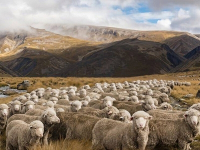 ¿Por qué la lana de oveja merino es tan apreciada?